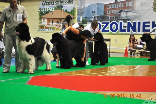 Фото: ньюфаундленд Zidan Clark Zvezdnij Dar, ньюфаундленд Duty Free of Apachee's Home, ньюфаундленд Bowaters Braveheart Nuo Ozo Kalvu