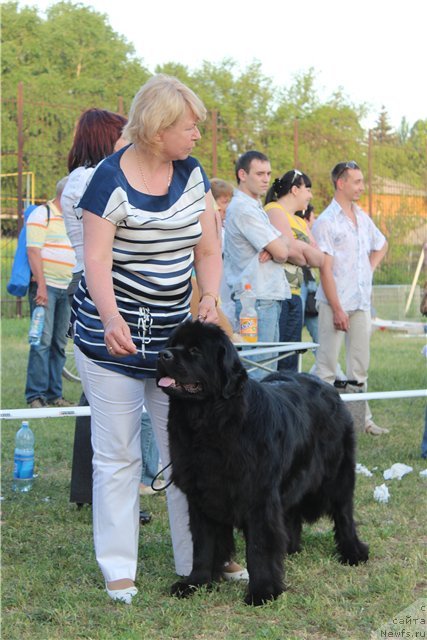 Фото: ньюфаундленд Sent Djons Tender Kiss of Elly (Сент Джонс Тендер Кисс оф Элли)