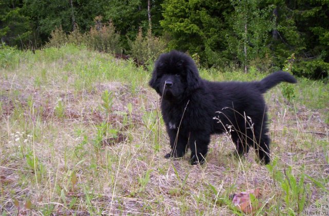 Фото: ньюфаундленд Beguschaya po Volnam Zero Kool (Бегущая по Волнам Зеро Коол)