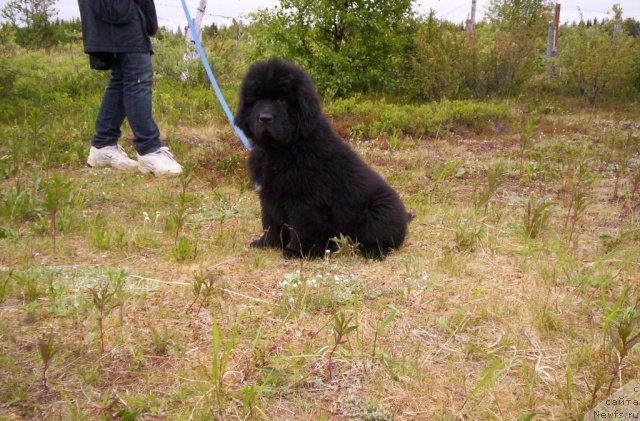 Фото: ньюфаундленд Beguschaya po Volnam Zero Kool (Бегущая по Волнам Зеро Коол)