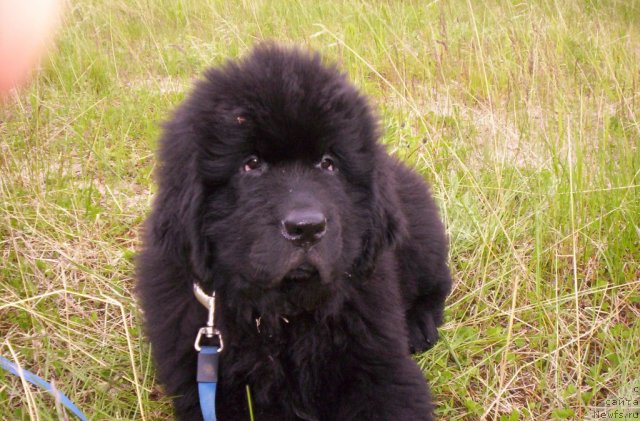 Фото: ньюфаундленд Beguschaya po Volnam Zero Kool (Бегущая по Волнам Зеро Коол)