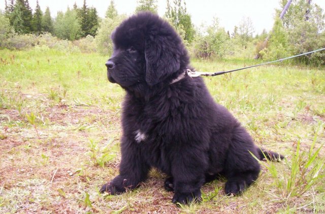 Фото: ньюфаундленд Beguschaya po Volnam Zero Kool (Бегущая по Волнам Зеро Коол)