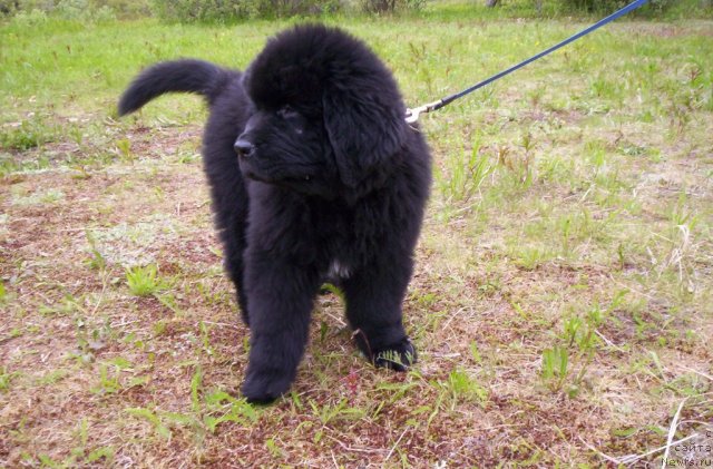 Фотография № 69594