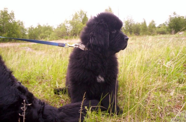 Фотография № 69597