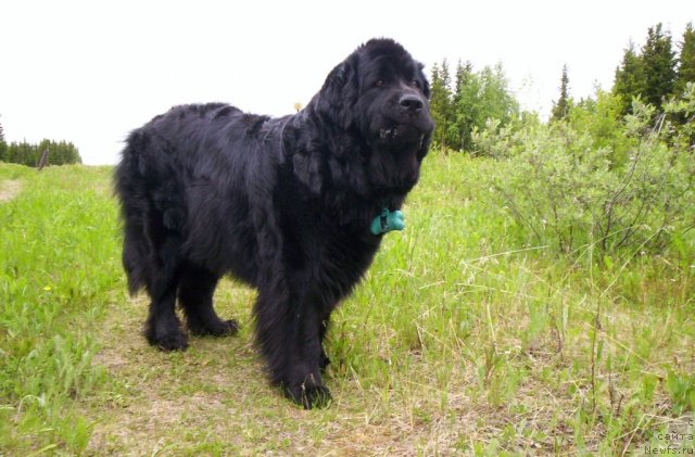 Фото: ньюфаундленд Gloriya Grand Blek (Глория Гранд Блек)