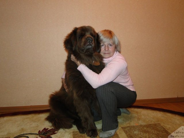 Фото: ньюфаундленд YUtta s Berega Dona (Ютта с Берега Дона)