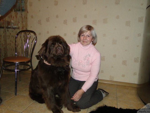 Фото: ньюфаундленд Igerma iz Akademii Shokolada (Игерма из Академии Шоколада)