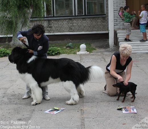 Фото: ньюфаундленд Norkros Irish Dream