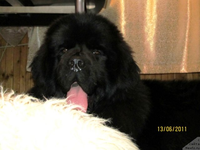 Фото: ньюфаундленд Ih Vyisochestvo Vladlena Madjiks (Их Высочество Владлена Маджикс)