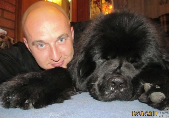 Фото: ньюфаундленд Ih Vyisochestvo Vladlena Madjiks (Их Высочество Владлена Маджикс), Aleksey Nistratov (Алексей Нистратов)