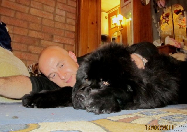 Фото: ньюфаундленд Ih Vyisochestvo Vladlena Madjiks (Их Высочество Владлена Маджикс), Aleksey Nistratov (Алексей Нистратов)