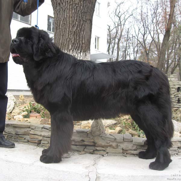 Фото: ньюфаундленд Zakadychny Dryg s Berega Dona (Закадычный Друг с Берега Дона)