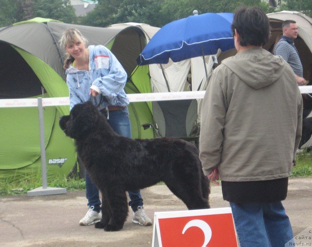 Фото: ньюфаундленд Lexus Grend Boss (Лексус Гренд Босс), Кристина, Kuczynska-Standello Dorota