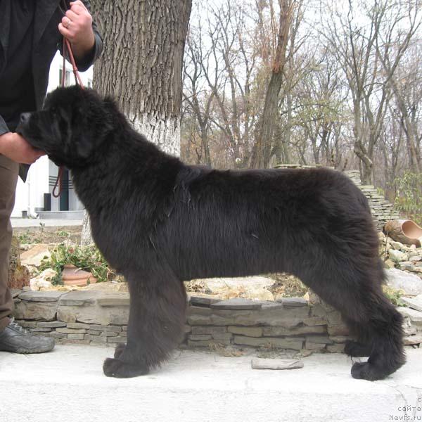 Фото: ньюфаундленд Vinces iz Medvejyego Yara Dlja Berega Dona (Винчес из Медвежьего Яра для Берега Дона)