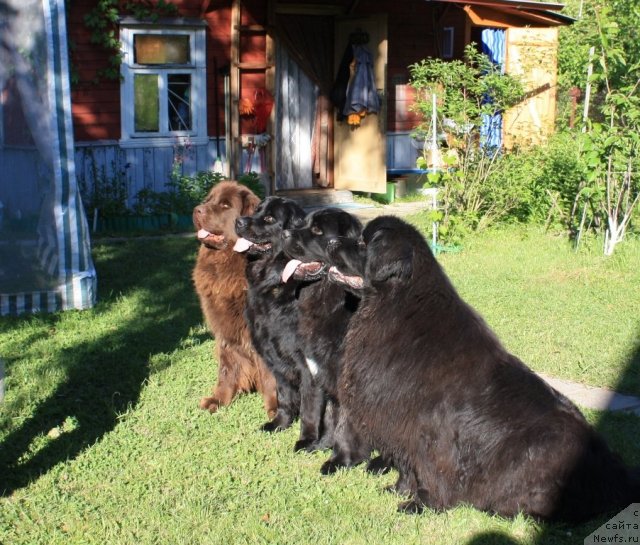 Фото: ньюфаундленд Chernyi Sharm Angel'skaya Krasota (Черный Шарм Ангельская Красота), ньюфаундленд Bonni Flayt (Бонни Флайт), ньюфаундленд Restayling From SHipmyen (Рестайлинг Фром Шипмэн), ньюфаундленд CHansi iz Zolotogo Treugol'nika (Чанси из Золотого Треугольника)