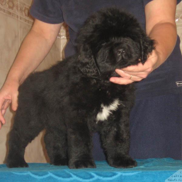 Фото: ньюфаундленд Lapushka s Berega Dona (Лапушка с Берега Дона)