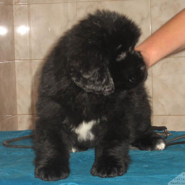 Фото: ньюфаундленд Laskovaya Volna s Berega Dona (Ласковая Волна с Берега Дона)