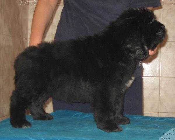 Фото: ньюфаундленд Lastena s Berega Dona (Ластёна с Берега Дона)