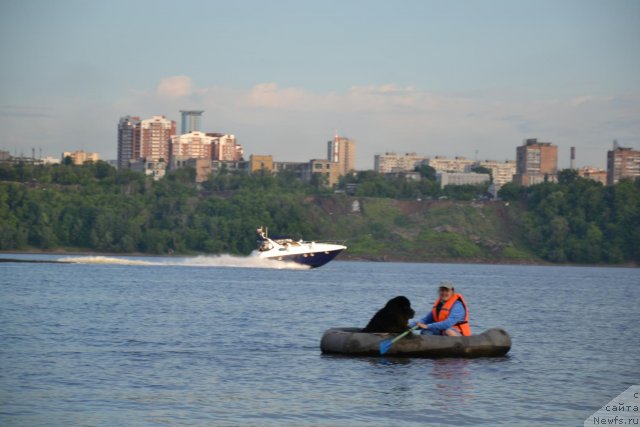 Фото: Diana Larina (Диана Ларина), ньюфаундленд Lesnaya Skazka Raskrasavica (Лесная Сказка Раскрасавица)