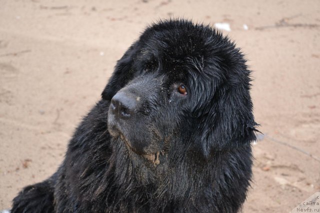 Фото: ньюфаундленд Lesnaya Skazka Raskrasavica (Лесная Сказка Раскрасавица)