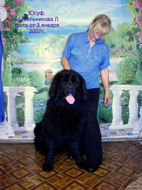 Фото: ньюфаундленд Huodye SHen' YUsuf Pasha (Хуодэ Шень Юсуф Паша)