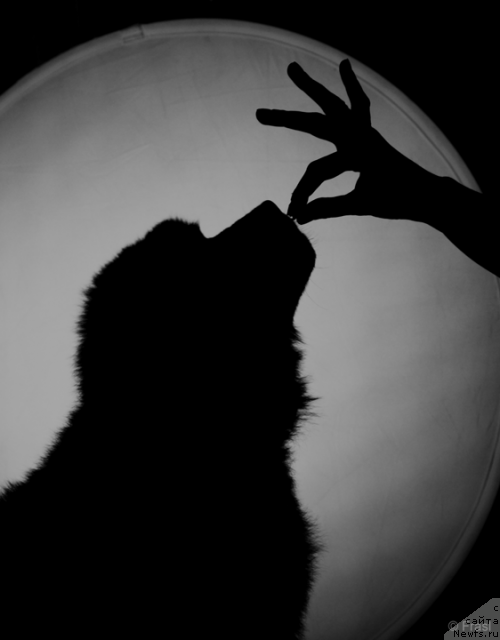 Фото: ньюфаундленд Zvezdnyiy Angel (Звездный Ангел)