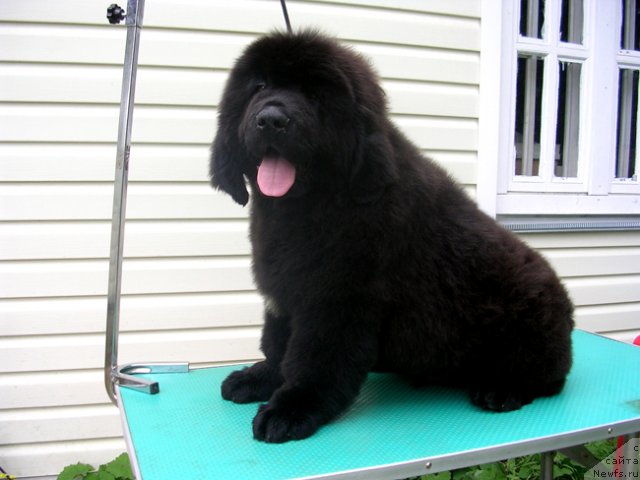 Фото: ньюфаундленд Skazochnaya Kroha Marsel' (Сказочная Кроха Марсель)