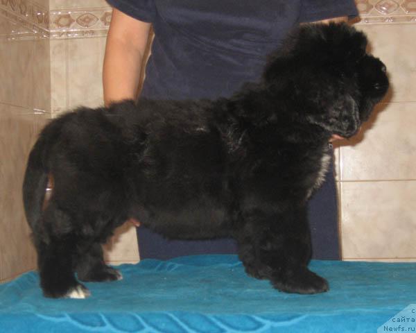 Фото: ньюфаундленд Lubimaya Moya s Berega Dona (Любимая Моя с Берега Дона)