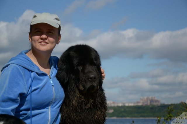 Фото: Diana Larina (Диана Ларина), ньюфаундленд Lesnaya Skazka Raskrasavica (Лесная Сказка Раскрасавица)