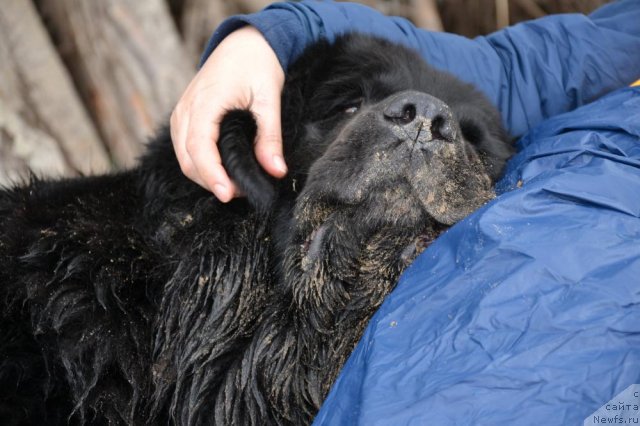 Фото: ньюфаундленд Lesnaya Skazka Raskrasavica (Лесная Сказка Раскрасавица)