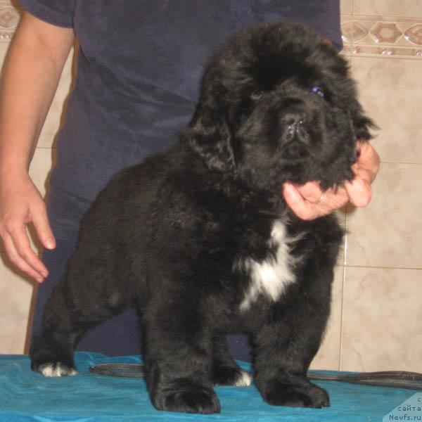 Фото: ньюфаундленд Lubimaya Moya s Berega Dona (Любимая Моя с Берега Дона)