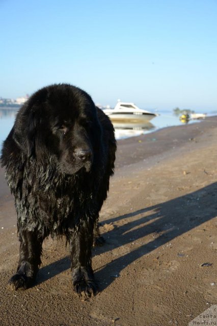 Фото: ньюфаундленд Lesnaya Skazka Raskrasavica (Лесная Сказка Раскрасавица)