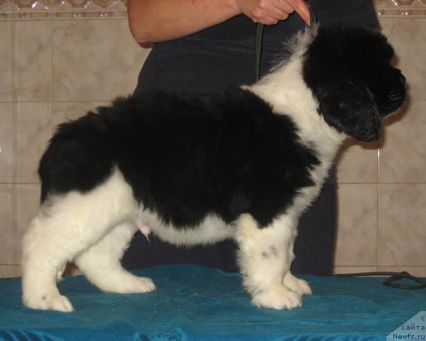 Фото: ньюфаундленд Landyish Serebristyiy s Berega Dona (Ландыш Серебристый с Берега Дона)