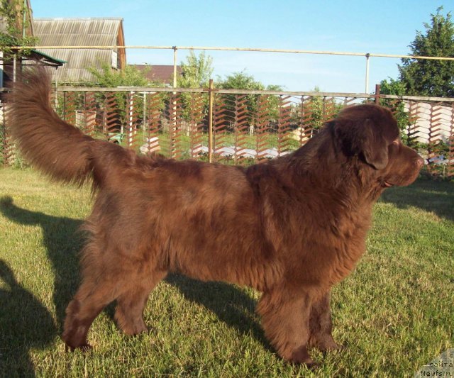 Фото: ньюфаундленд Odna na Million (Одна на Миллион)