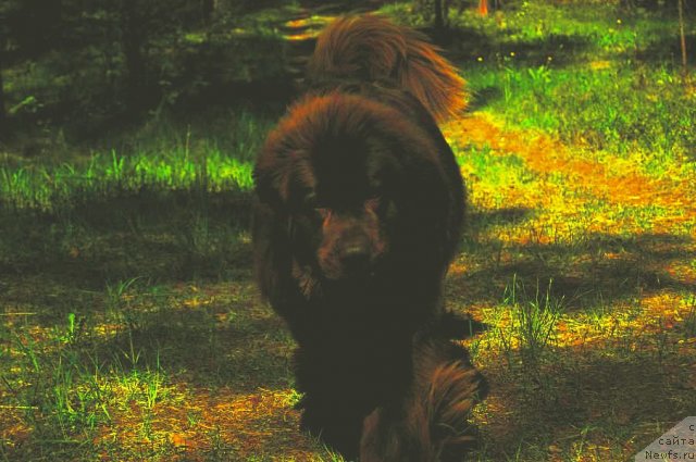 Фото: ньюфаундленд Newettas Vanessa