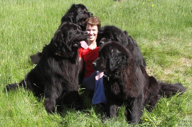 Фото: ньюфаундленд Charuyuschaya Noch ot Marleon Dusvik (Чарующая Ночь от Марлеон Дусвик), ньюфаундленд Arh B'yuti Oksi Svet (Арх Бьюти Окси Свет), ньюфаундленд Aquatoriya Kelvin Lambordghini (Акватория Келвин Ламборджини), ньюфаундленд Apriori Arh B'yuti (Априори Арх Бьюти), Anastasiya Mischenko (Анастасия Мищенко)