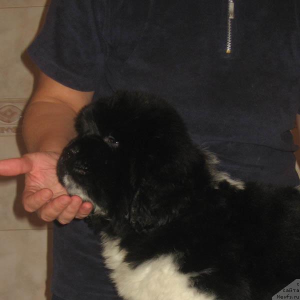 Фото: ньюфаундленд Landyish Serebristyiy s Berega Dona (Ландыш Серебристый с Берега Дона)