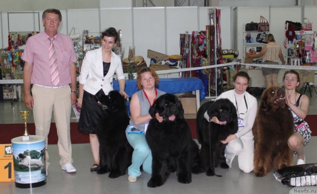 Фото: ньюфаундленд Grand Pacifik SHarl' Mishel' (Гранд Пацифик Шарль Мишель), ньюфаундленд Aquatoriya Kelvin Zolotoy Medved (Акватория Келвин Золотой Медведь), ньюфаундленд Aquatoriya Kelvin Impressa (Акватория Келвин Импресса), ньюфаундленд Oscar Chocoladny Mishka (Оскар Шоколадный Мишка)