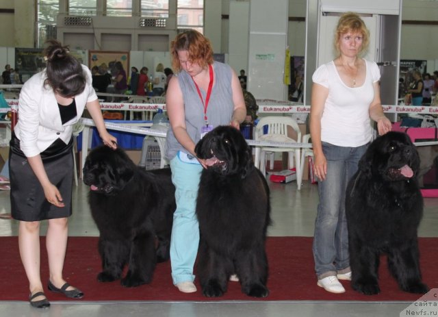 Фото: ньюфаундленд Aquatoriya Kelvin Zolotoy Medved (Акватория Келвин Золотой Медведь), ньюфаундленд Aquatoriya Kelvin Impressa (Акватория Келвин Импресса), ньюфаундленд Akvatoriya Kelvin Insayder (Акватория Келвин Инсайдер)