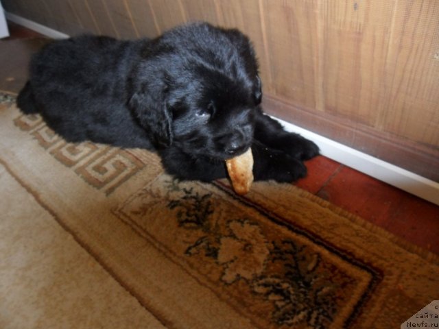 Фото: ньюфаундленд Grand Pacifik SHarl' Mishel' (Гранд Пацифик Шарль Мишель), Ol'ga Kameko (Ольга Камеко), ньюфаундленд Grand Pacifik SHarl' Mishel' (Гранд Пацифик Шарль Мишель)