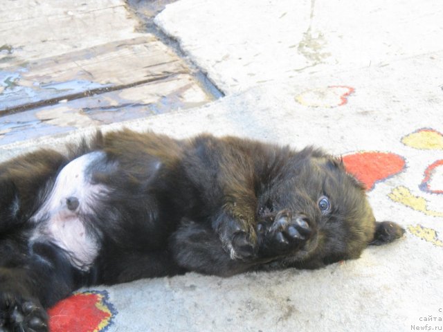 Фото: ньюфаундленд Grand Pacifik SHarl' Mishel' (Гранд Пацифик Шарль Мишель)