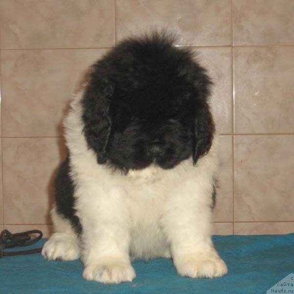 Фото: ньюфаундленд Lik Luchezarny s Berega Dona (Лик Лучезарный с Берега Дона)