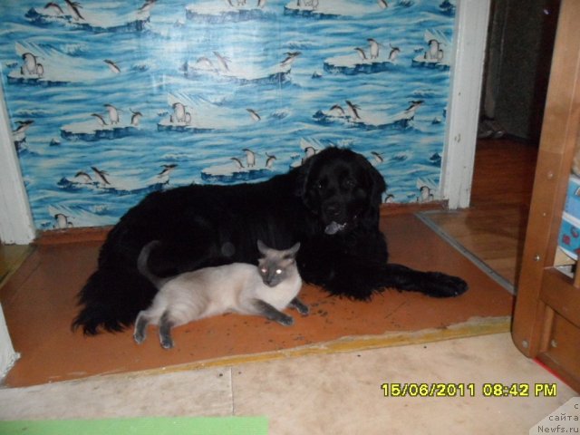 Фото: вилли  эра  гранд  люкс