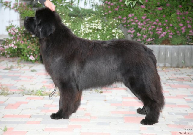 Фото: ньюфаундленд Gimenej Golden Star