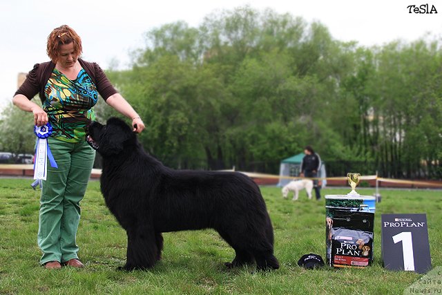 Фото: ньюфаундленд Aquatoriya Kelvin Impressa (Акватория Келвин Импресса)