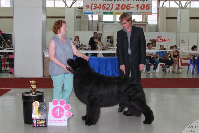 Фото: ньюфаундленд Aquatoriya Kelvin Zolotoy Medved (Акватория Келвин Золотой Медведь)