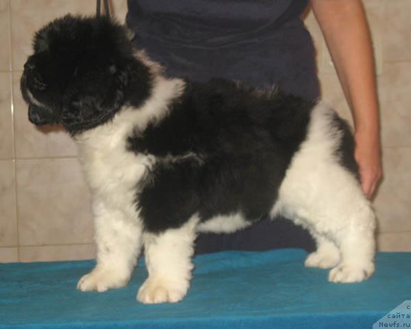 Фото: ньюфаундленд Luch Sveta s Berega Dona (Луч Света с Берега Дона)