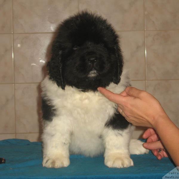 Фото: ньюфаундленд Luch Sveta s Berega Dona (Луч Света с Берега Дона)