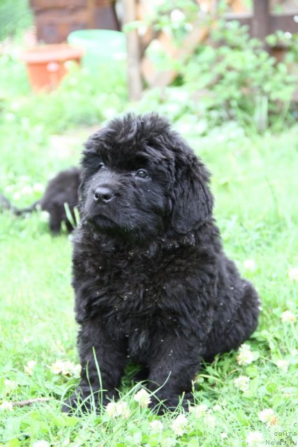 Фото: ньюфаундленд Professor  iz Medvej'ego YAra (Профессор  из Медвежьего Яра)