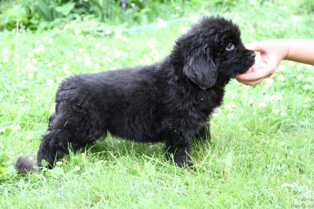 Фото: ньюфаундленд Patrisiya  Kaas  iz Medvej'ego YAra (Патрисия  Каас  из Медвежьего Яра)